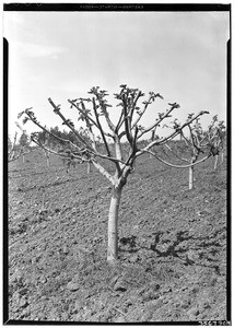 Young fig tree (close-up), March 20, 1931