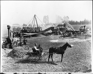 Bean threshing on the Centinela Ranch (later Inglewood)