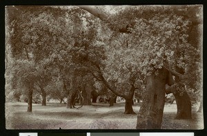 Dirt road running through a wooded area in Santa Ana, ca.1905