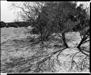 Mesquite trees in the desert, ca.1925