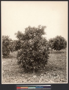 Orange tree's first three years of growth, ca.1910