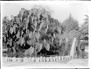 Saint James Park elephant ears plant, Los Angeles