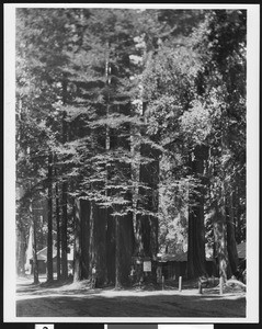 Redwood trees at Big Basin State Park, showing two men and a sign for the Redwood Inn at bottom