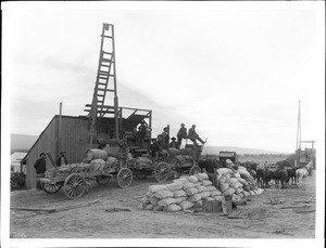 Mule team and loaded ore wagons at stamp mill in desert, ca.1890-1892