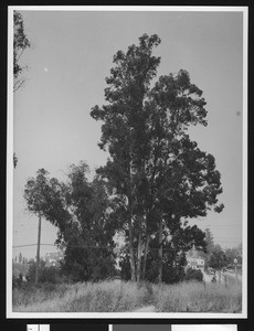 Stand of eucalyptus trees on a hill, showing town in the background