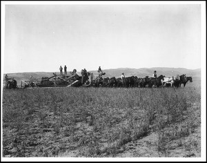 Combine Harvesting on the Newhall Ranch