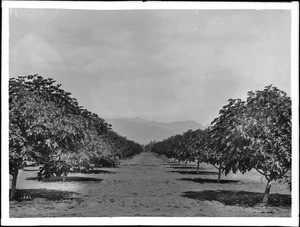 Looking down a long aisle between rows of trees in a fig orchard, Covina, California