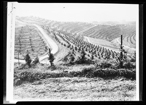 Avocado plantings, showing a road on the right, near Whittier