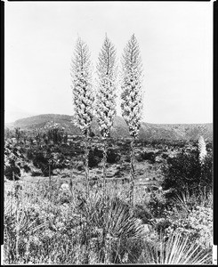 Three Spanish Bayonet trees (Yucca Whipple) known as The Three Graces, with small hills apparent in the background behind them