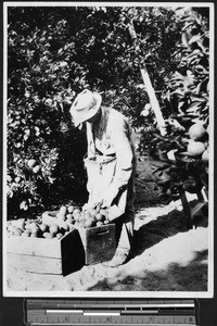 Worker loading crates with fruit, ca.1900