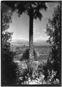 Orange groves and snow-capped mountains in the San Gabriel Valley, ca.1920