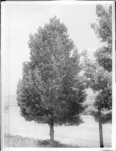 Acacia tree (Blackwood) (Acacia Melaseoxgeon