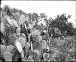 Opuntia type cacti, San Gabriel, Los Angeles County, ca.1920