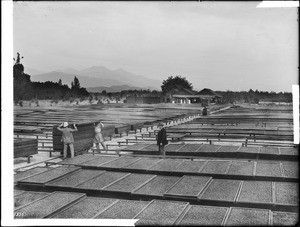 Several men moving racks of fruit drying in a large processing area outside