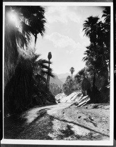 Palm Canyon, showing stream in extreme foreground