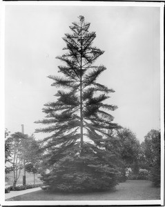 A tall Norfolk Island Pine tree (Araucaria exclesa) in a park, ca.1920