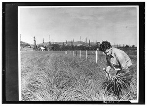 Young man gathering flowers in a field