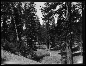 Pine flats nine miles outside of the Mount Wilson Observatory, May 1928