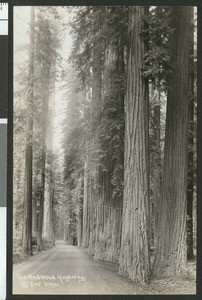 View along the Redwood Highway through Mystery Park