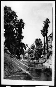 Palm Canyon near Palm Springs, showing a sloping rock wall, ca.1900