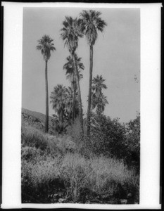 "The Three Graces" palm trees in Palm Canyon, ca.1920/1940