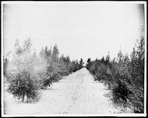 Young olive orchard, San Fernando Valley, ca.1900