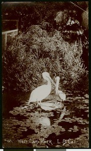 Two pelicans grooming each other in a pond at Westlake Park (later MacArthur Park), ca.1905