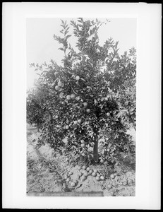 Four-year old orange (lemon?) tree laden with oranges (lemons?) "at H.S. Snow's", Riverside, California, ca.1910