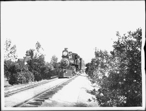 Train in citrus groves in Riverside, California