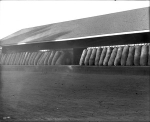 Wool shipment in Tulare County, California, ca.1910