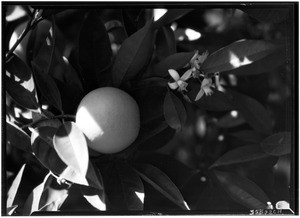 Close-up of oranges, ca.1931