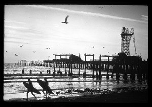 Surfers heading into the water near the ruins of the Pacific Ocean Park pier, ca.1960-1979