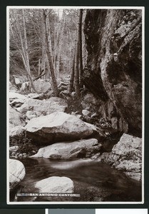 San Antonio Canyon in Upland, ca.1905