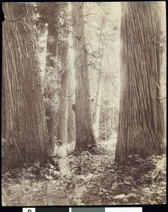 A woman among cedars of the Potlatch Country, near Lewinston, Idaho