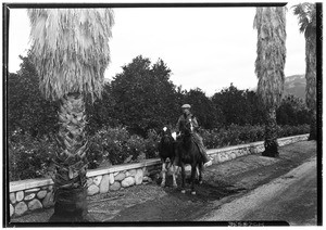 Man on horseback looking at orange groves, showing horses facing viewers, January 1930