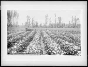 Calla Lily field in bloom, showing two men and work horse, ca.1900