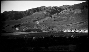 View of cattle grazing on a field near Mono Lake