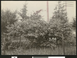 Bushes at Luther Burbank's (?) garden in Sebastopol, CA (?)