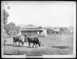 Monk tending three cows at Mission Santa Barbara, 1898