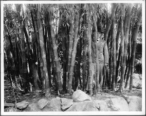 Man standing in a small stand of bamboo on the property of the J.G. Messerve, ca.1901