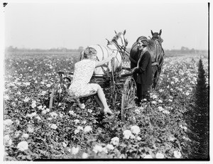 Two women managing a horse-drawn vehicle in a field of flowers