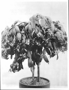 Close-up of a crab cactus in bloom, ca.1920