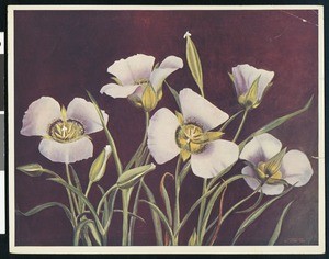 Painting of a specimen of Mariposa lily, ca.1920