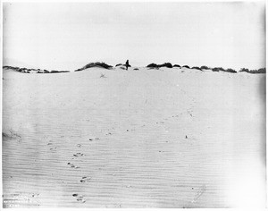 Lone man in a hat walking in the Colorado Desert near Palm Springs, 1903-1904