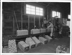 Interior of packing house, ca.1900