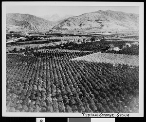 Citrus groves in Southern California, ca.1900