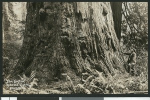 Base of "The Big Tree" along the Redwood Highway, showing a man