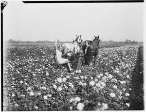 Two women posing with a small horse-drawn vehicle in a field of flowers