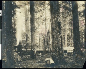A yarding machine in the woods, Oregon