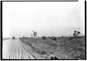 Car on a paved highway passing joshua trees in the Mohave Desert